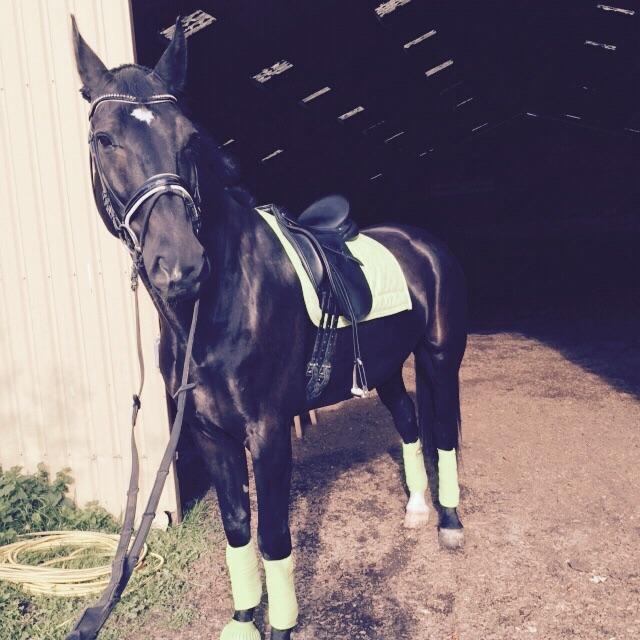 Oldenborg Robin billede 13