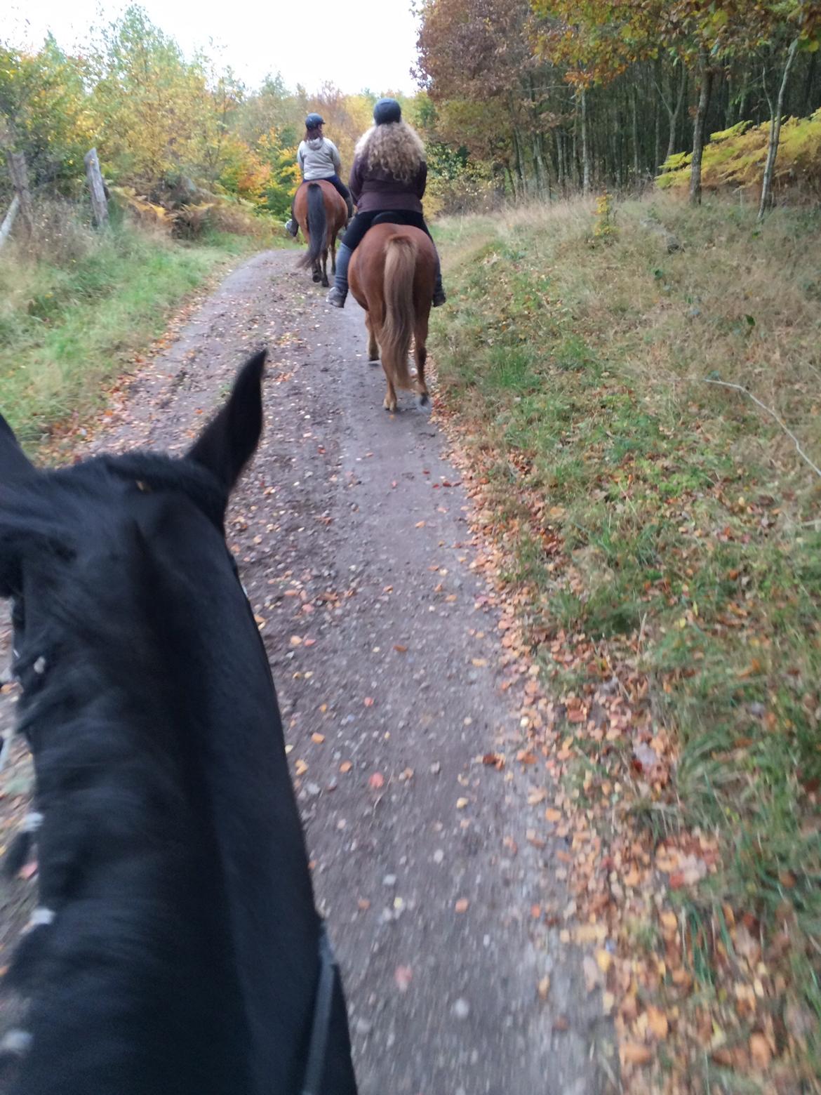 Oldenborg Robin billede 14