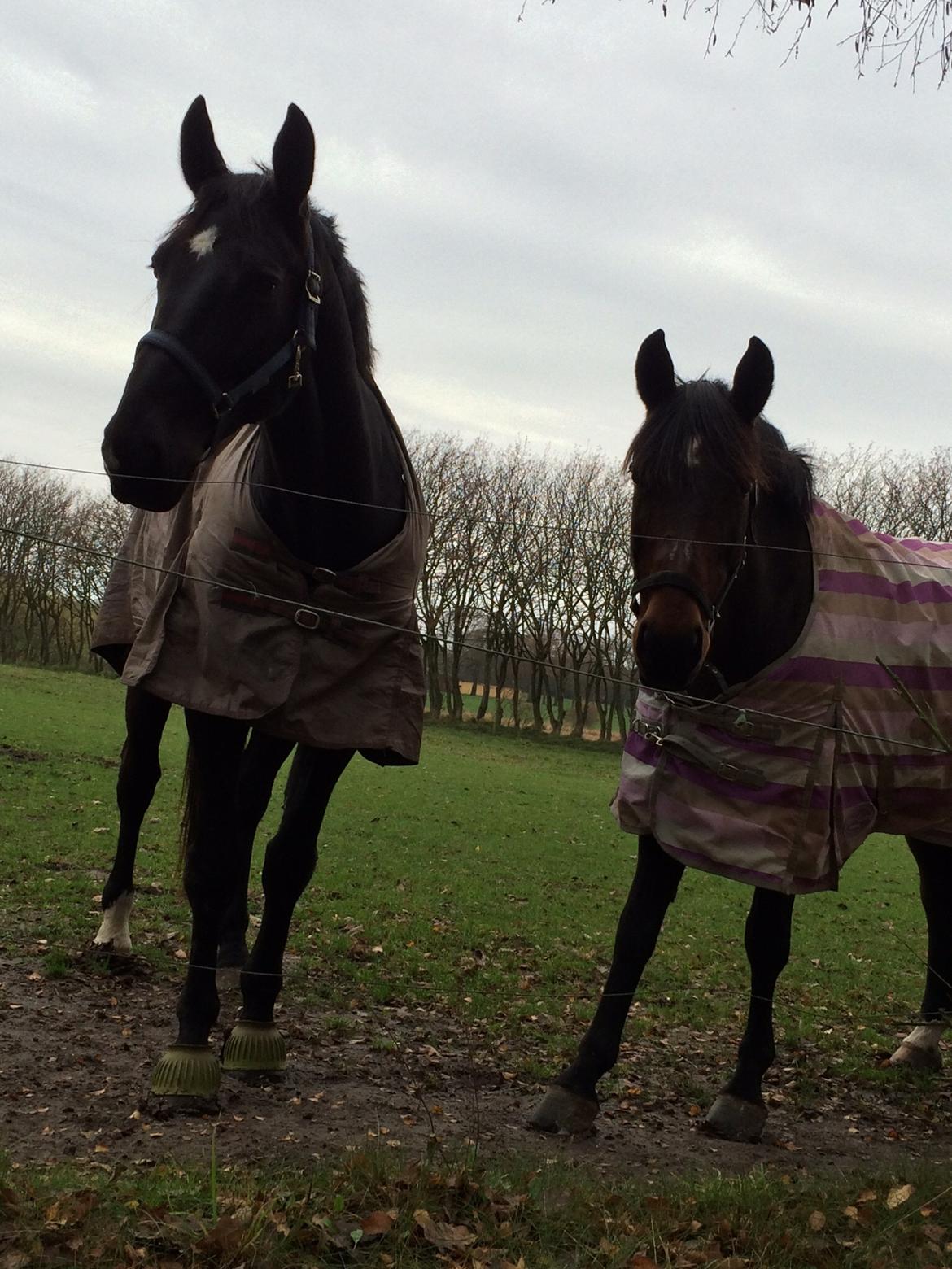 Oldenborg Robin billede 15