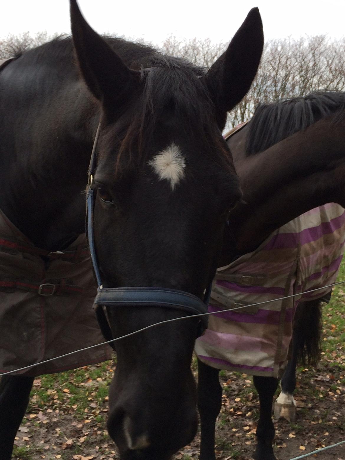 Oldenborg Robin billede 16