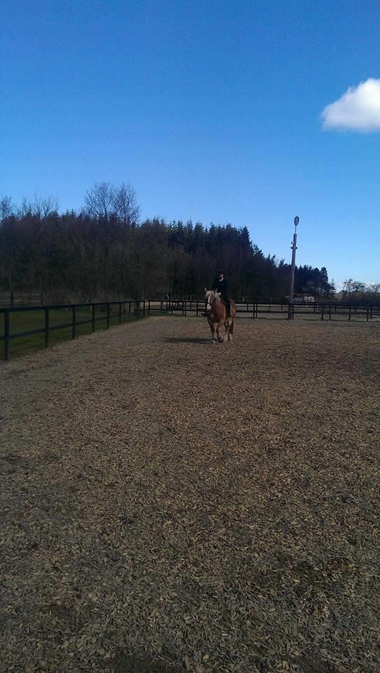 Jyde Mosegårdens Ronja billede 15