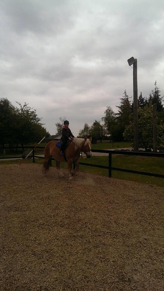 Jyde Mosegårdens Ronja billede 17