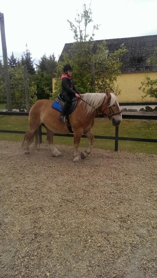 Jyde Mosegårdens Ronja billede 18