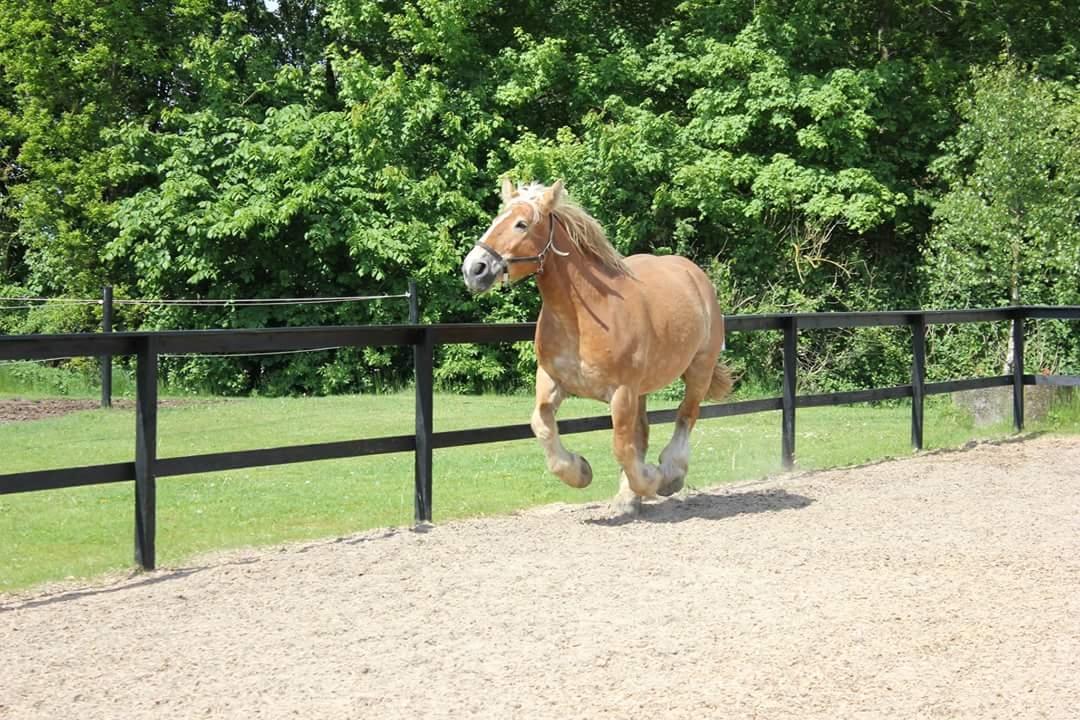 Jyde Mosegårdens Ronja billede 2