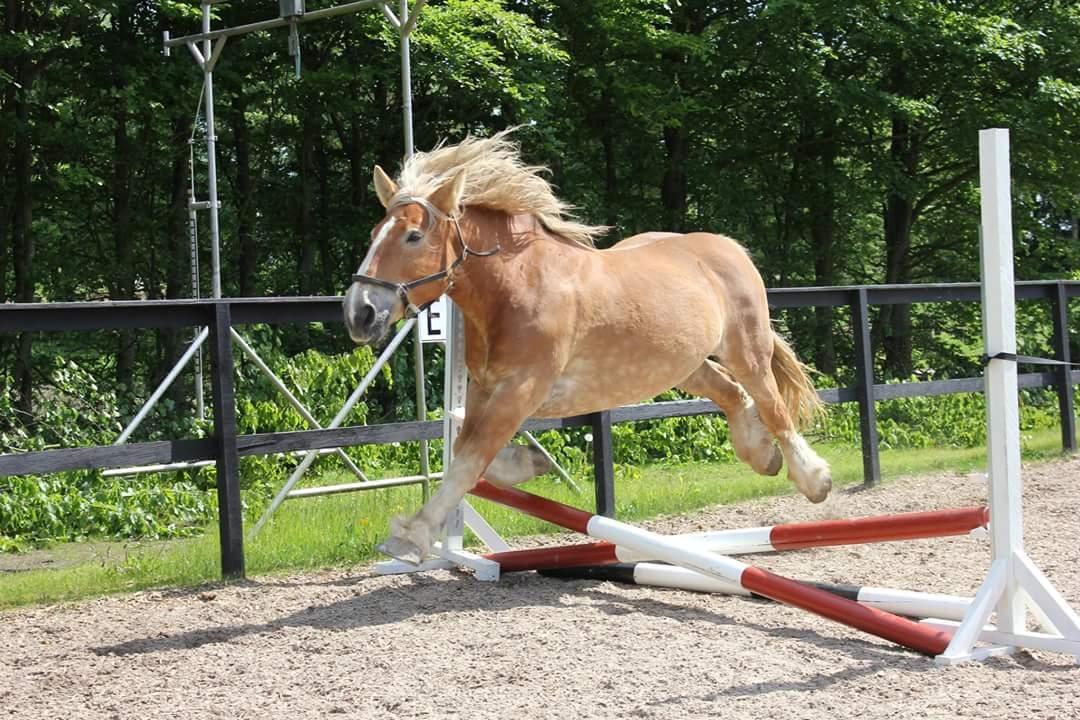 Jyde Mosegårdens Ronja billede 3