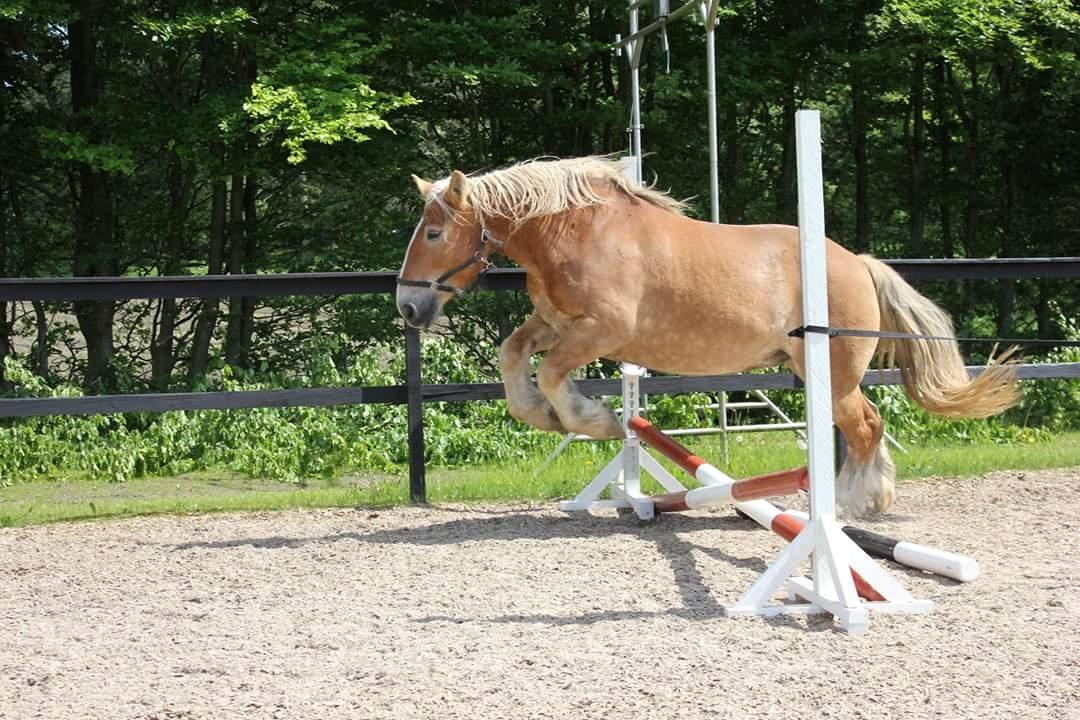 Jyde Mosegårdens Ronja billede 4