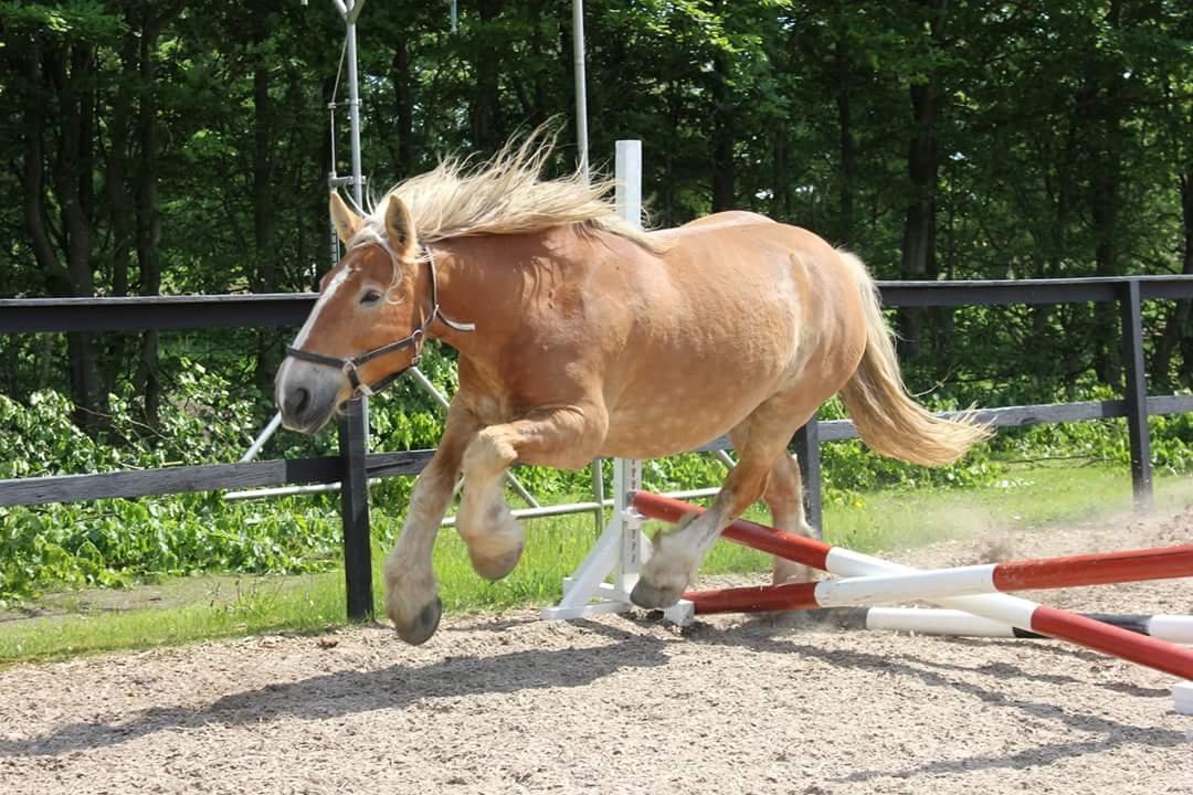 Jyde Mosegårdens Ronja billede 5