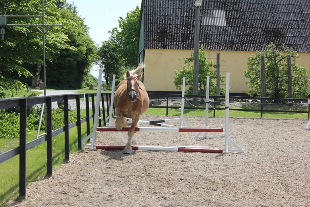 Jyde Mosegårdens Ronja billede 7