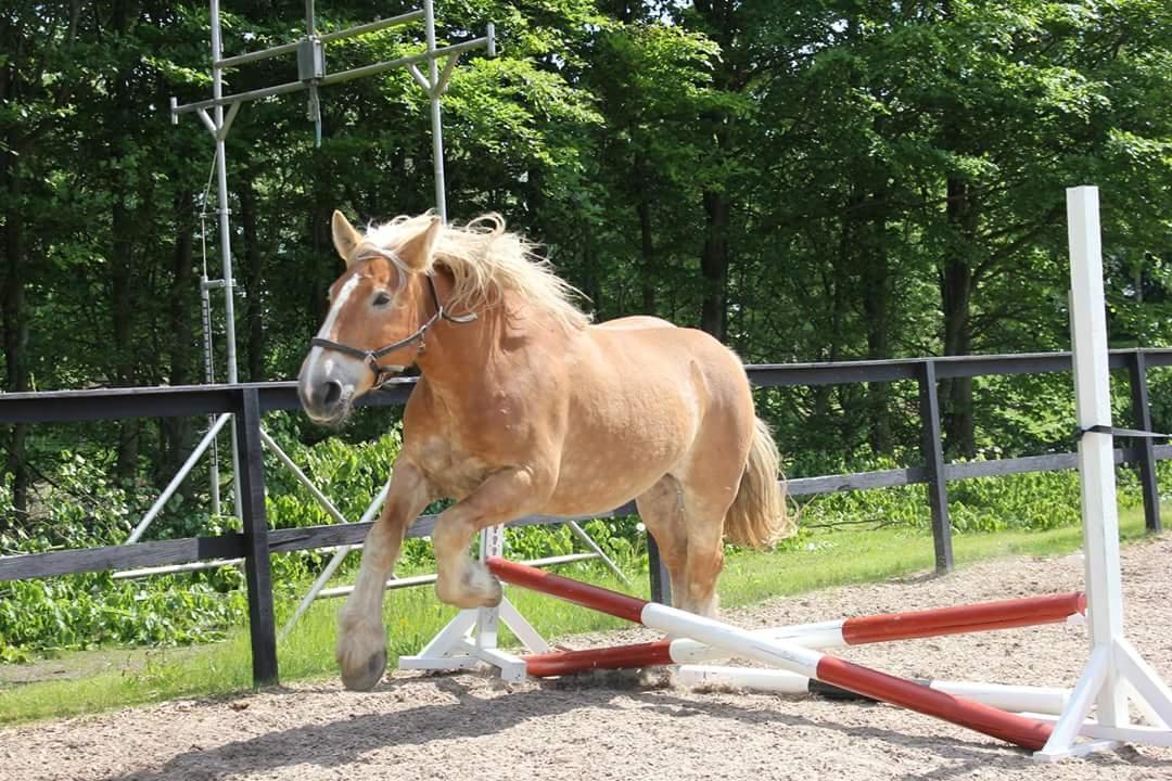 Jyde Mosegårdens Ronja billede 6