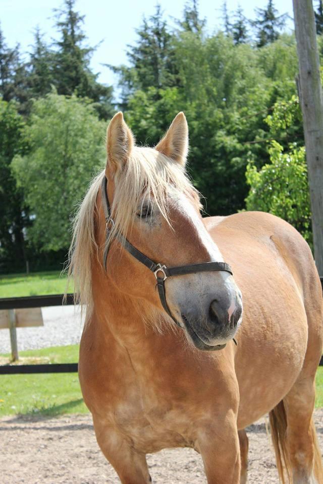 Jyde Mosegårdens Ronja billede 1