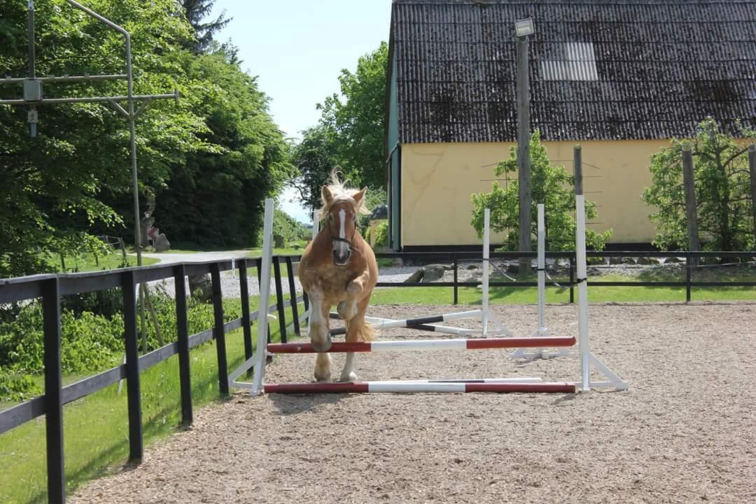 Jyde Mosegårdens Ronja billede 8