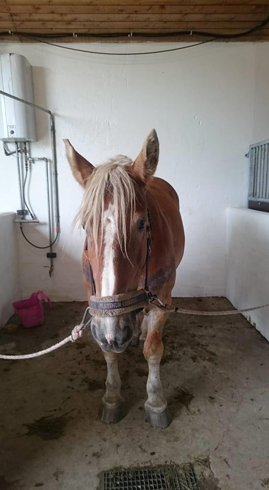 Jyde Mosegårdens Ronja billede 21