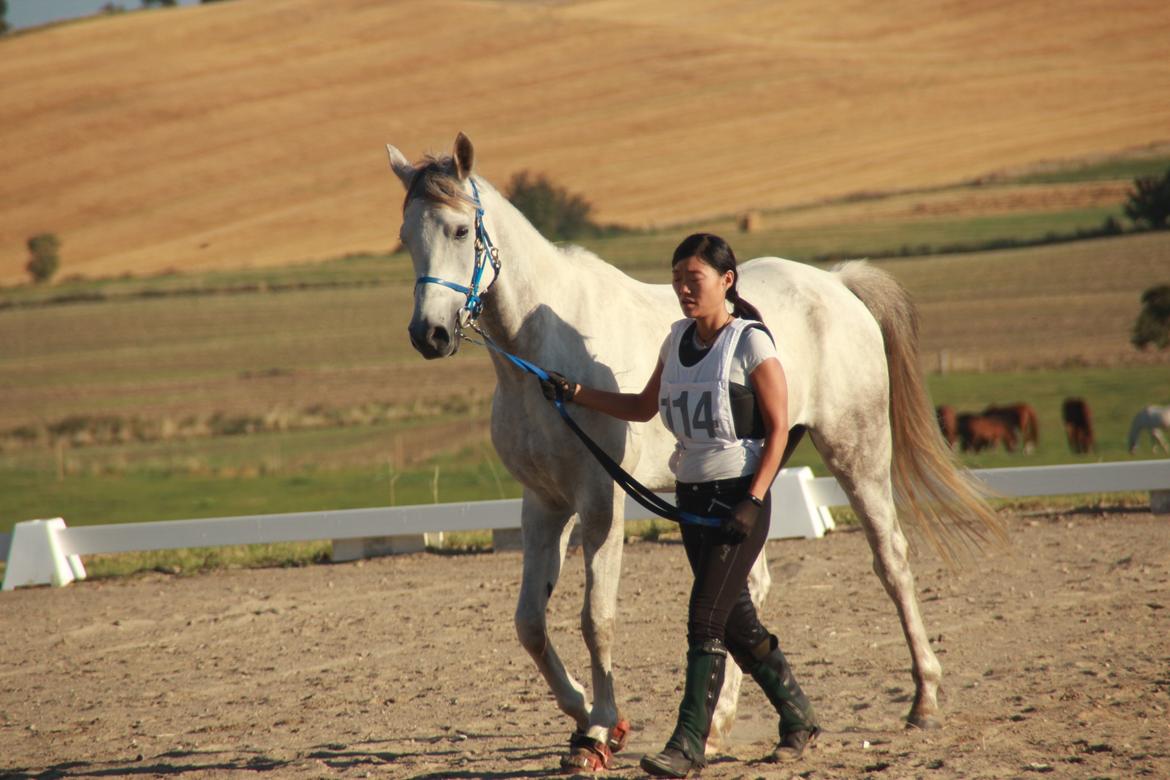 Arabisk fuldblod (OX) Dival ox billede 20