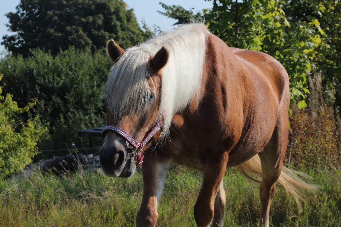 Tyroler Haflinger Astilbe billede 24