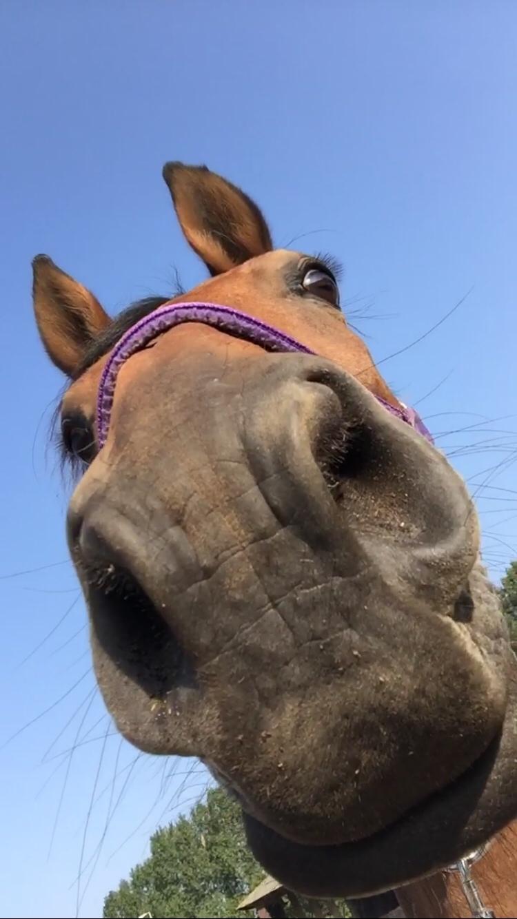 Polsk Varmblod Alvara billede 14