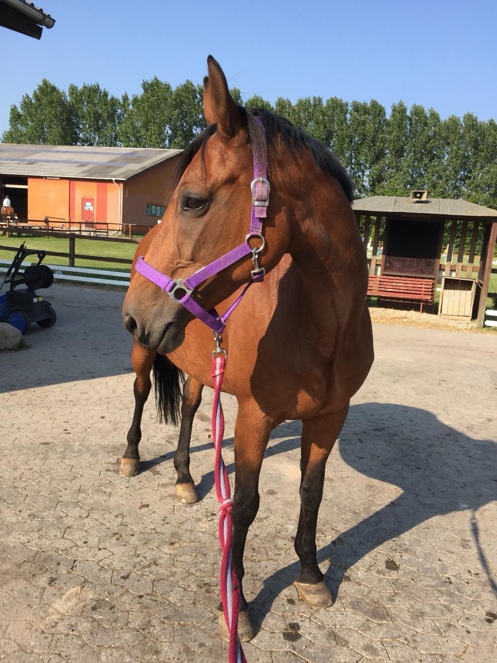 Polsk Varmblod Alvara billede 15