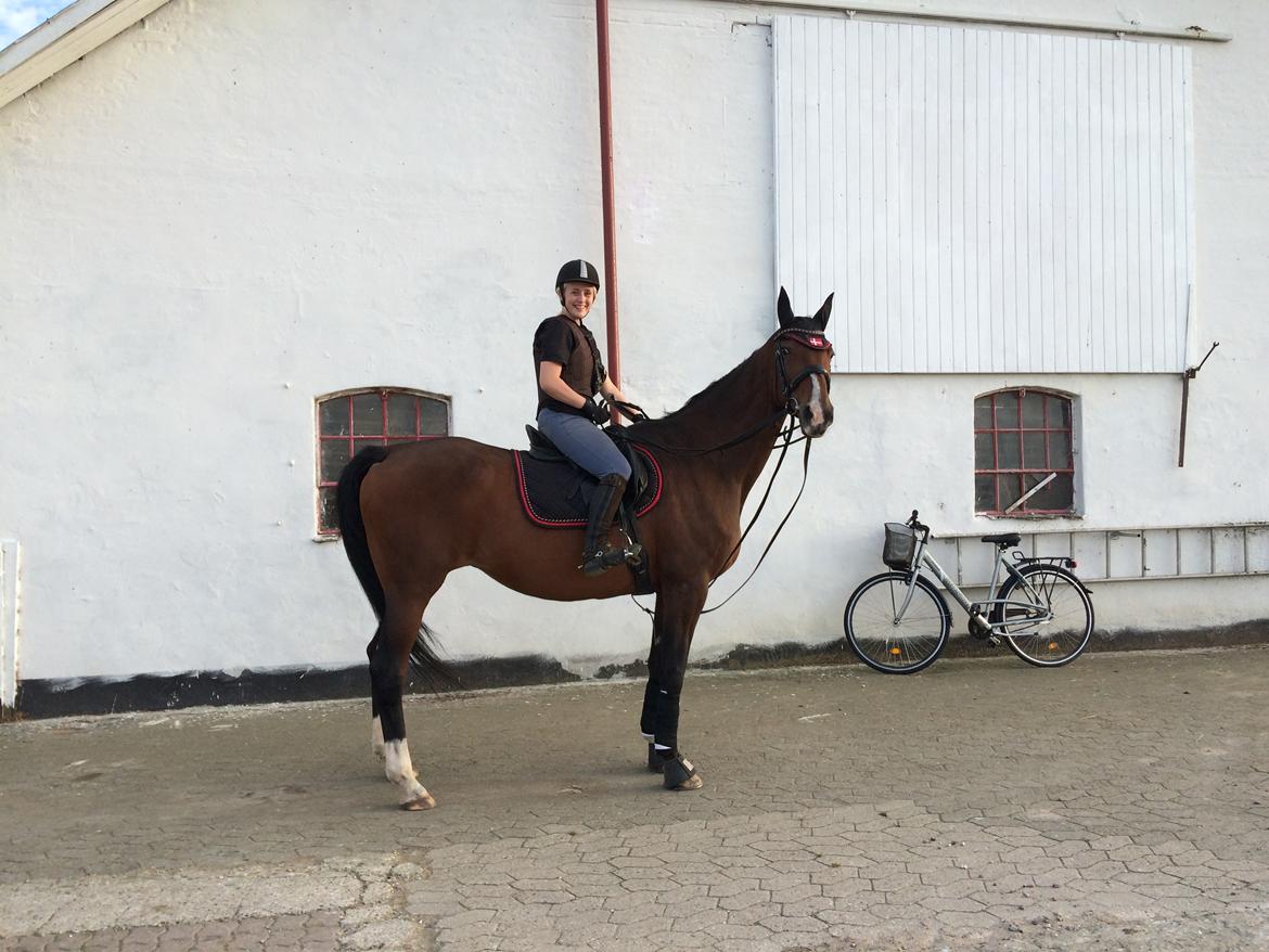 Dansk Varmblod Vienna Alfarvad billede 19