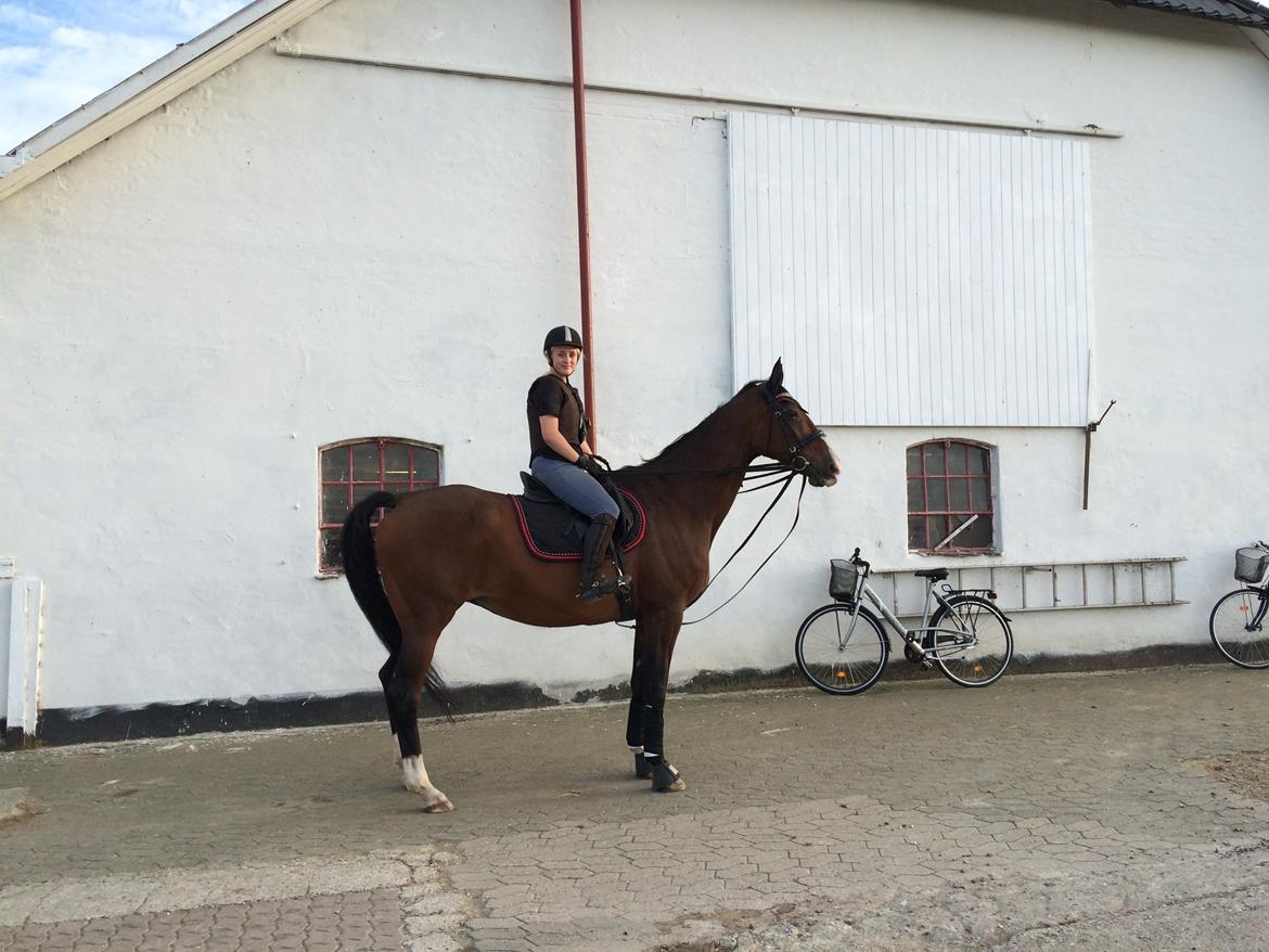 Dansk Varmblod Vienna Alfarvad billede 17