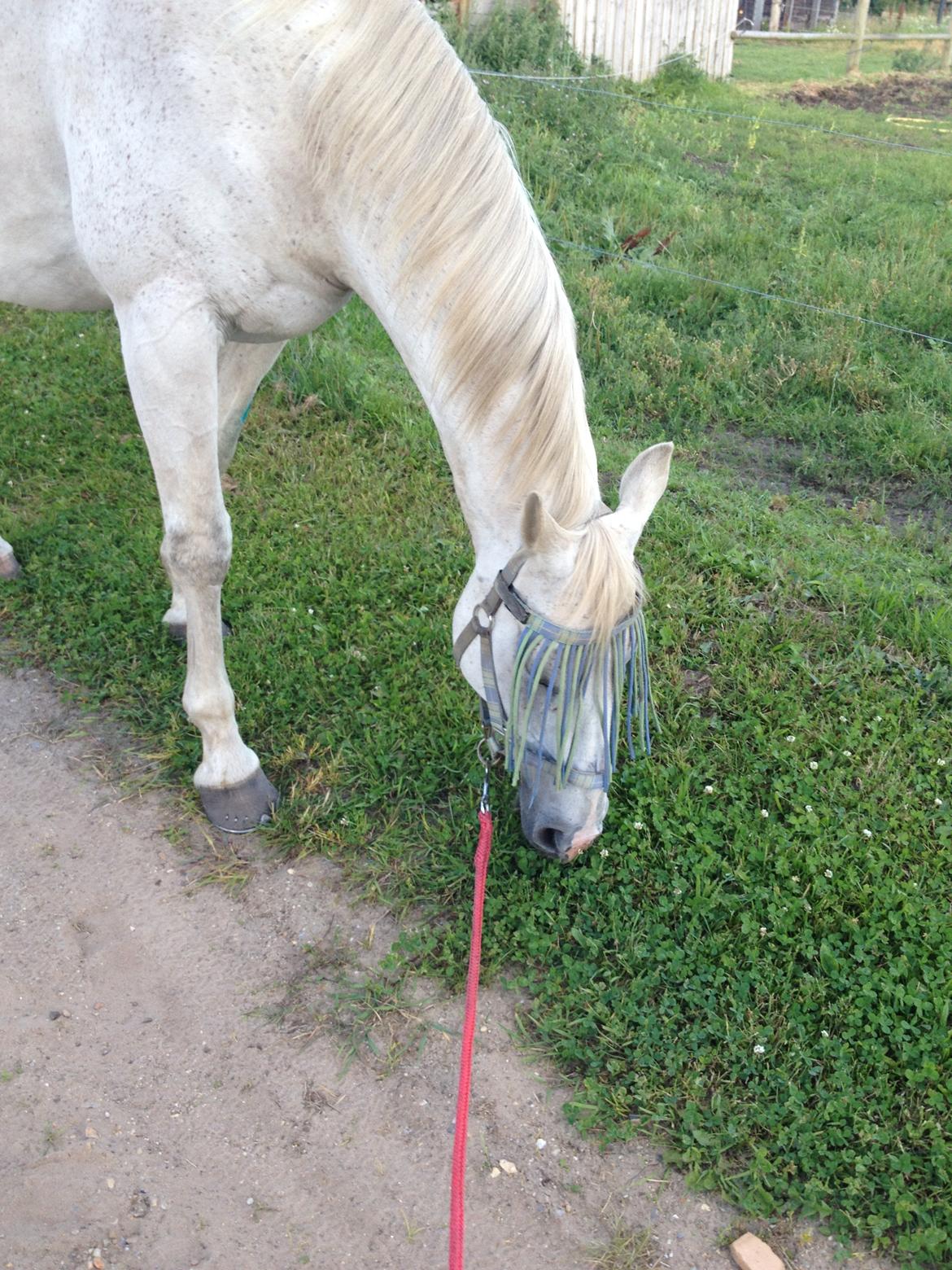 Holstener Carreas (Himmelhest)  billede 10