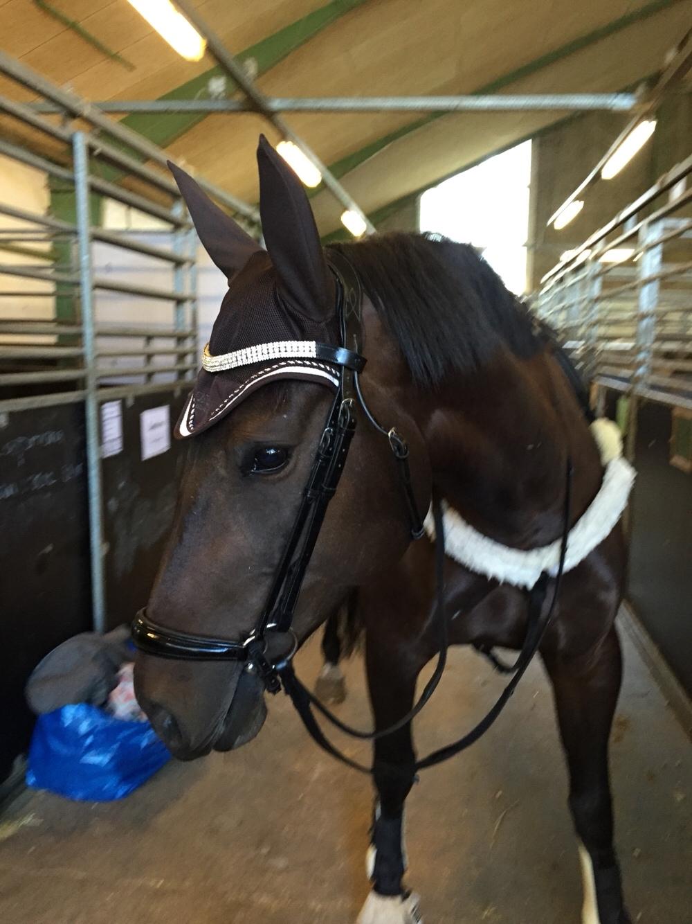 Oldenborg Brændegårds Lapriora billede 1