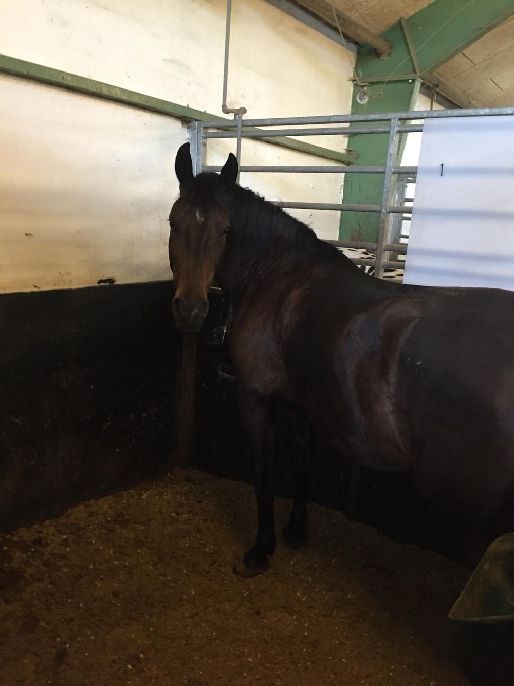 Oldenborg Brændegårds Lapriora billede 6