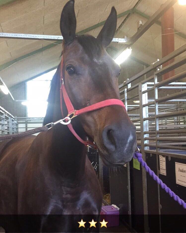 Oldenborg Brændegårds Lapriora billede 7