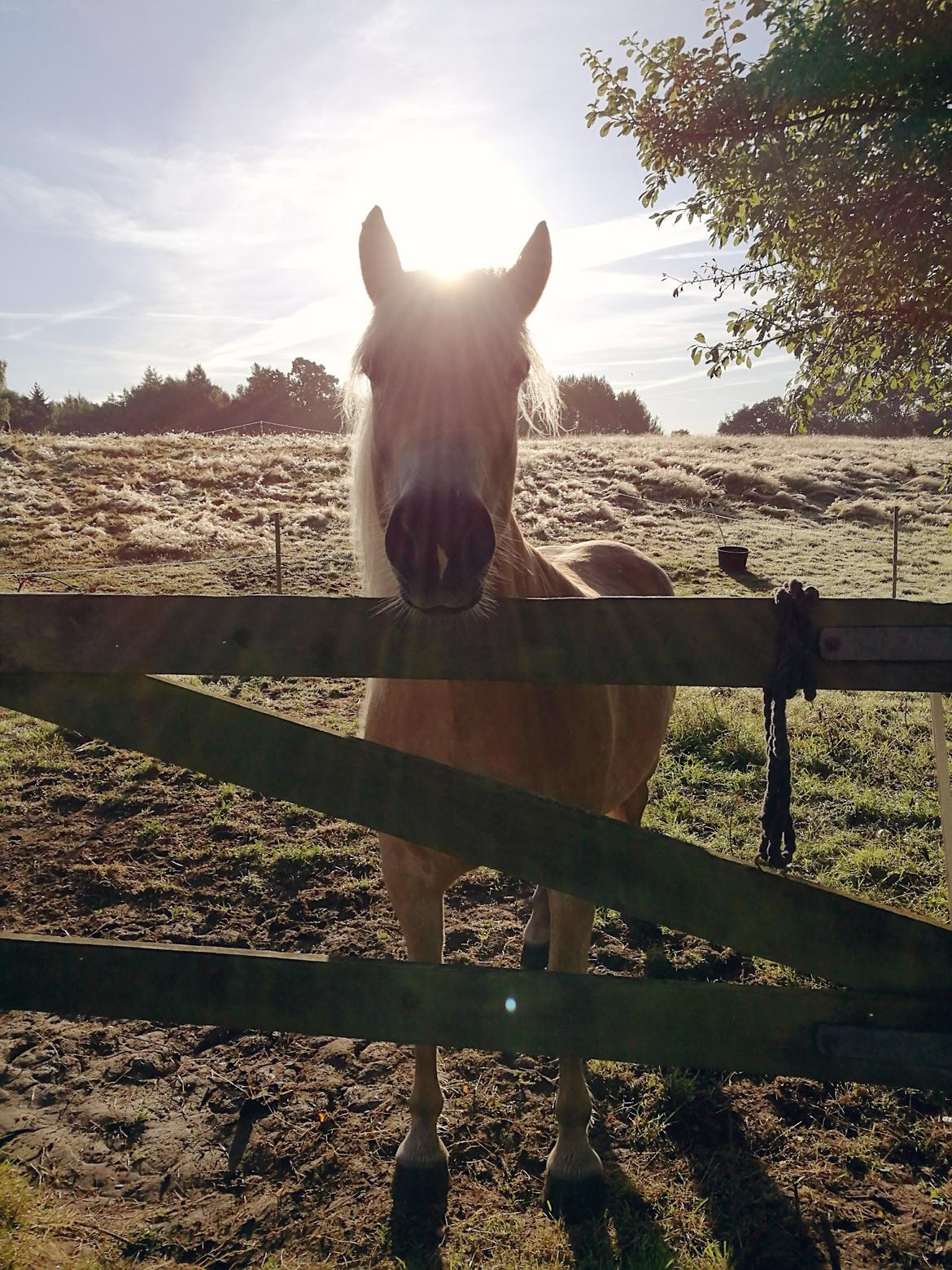 Tyroler Haflinger Waikato billede 8