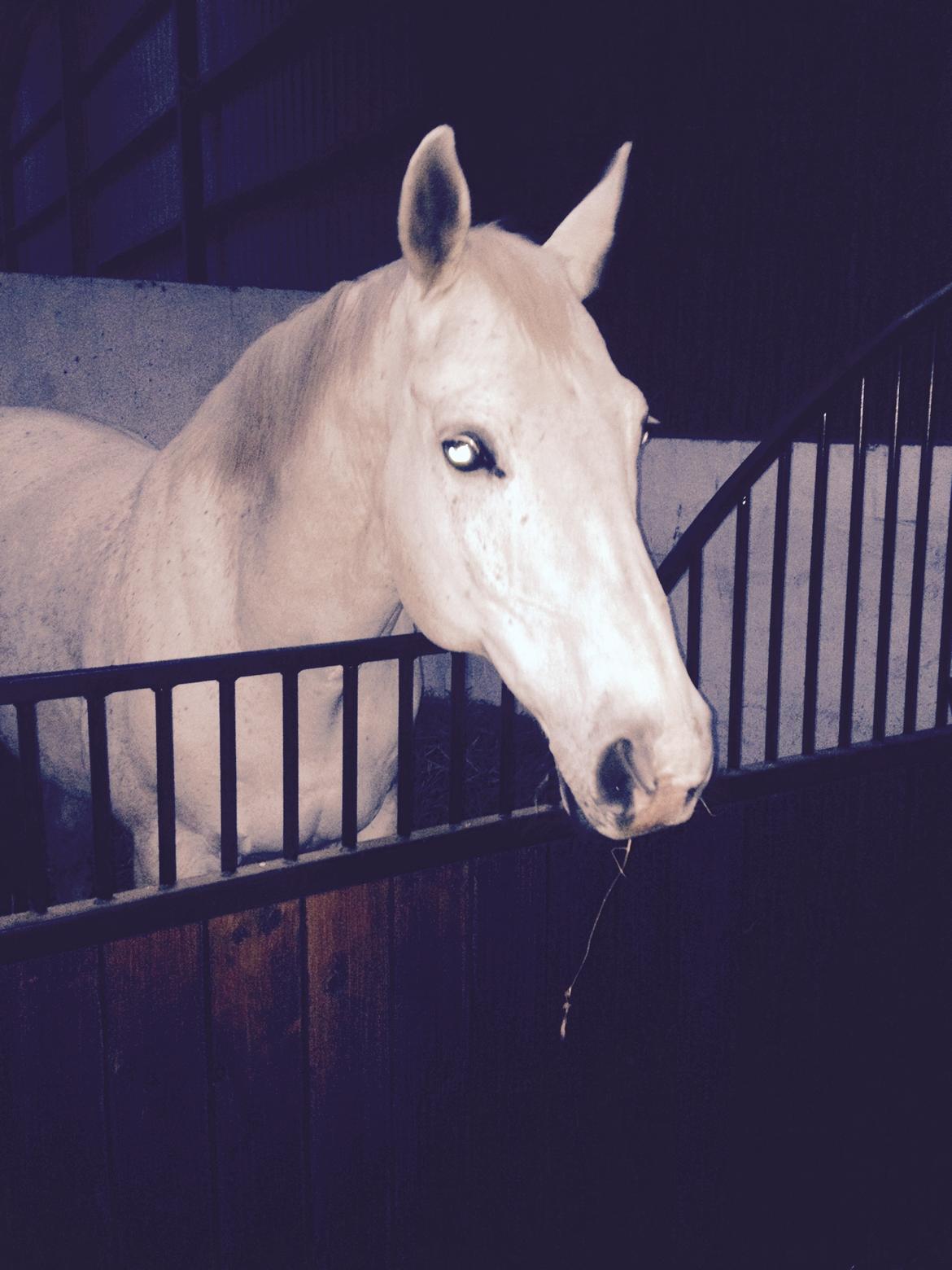 Holstener Carreas (Himmelhest)  billede 13