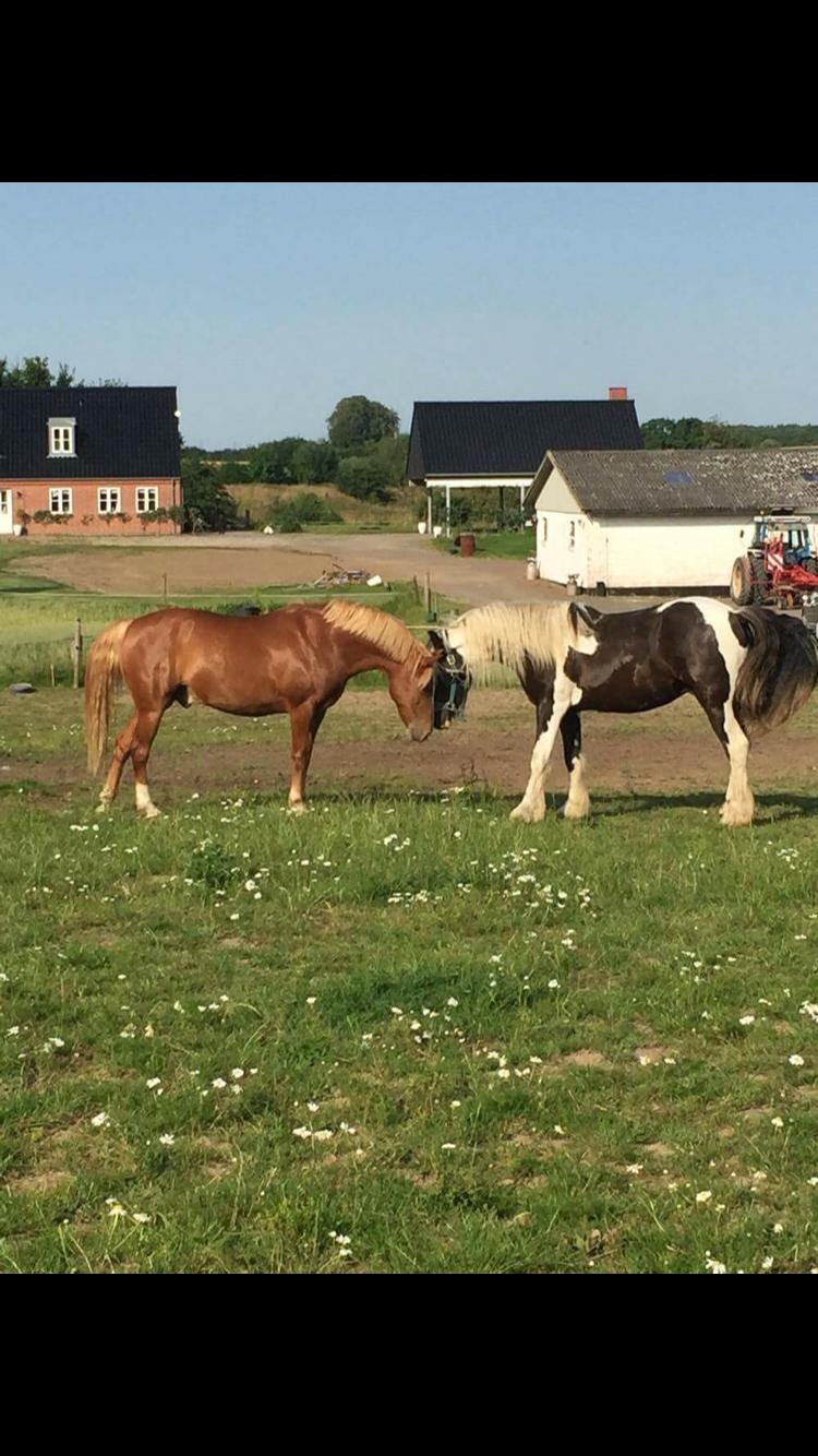 Anden særlig race Kjelstrups Shadow (himmelhest) billede 9