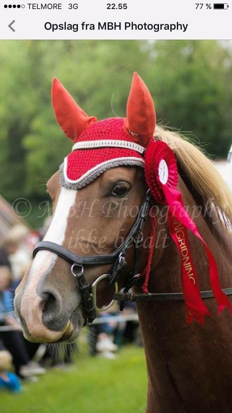 Anden særlig race Kjelstrups Shadow (himmelhest) billede 15