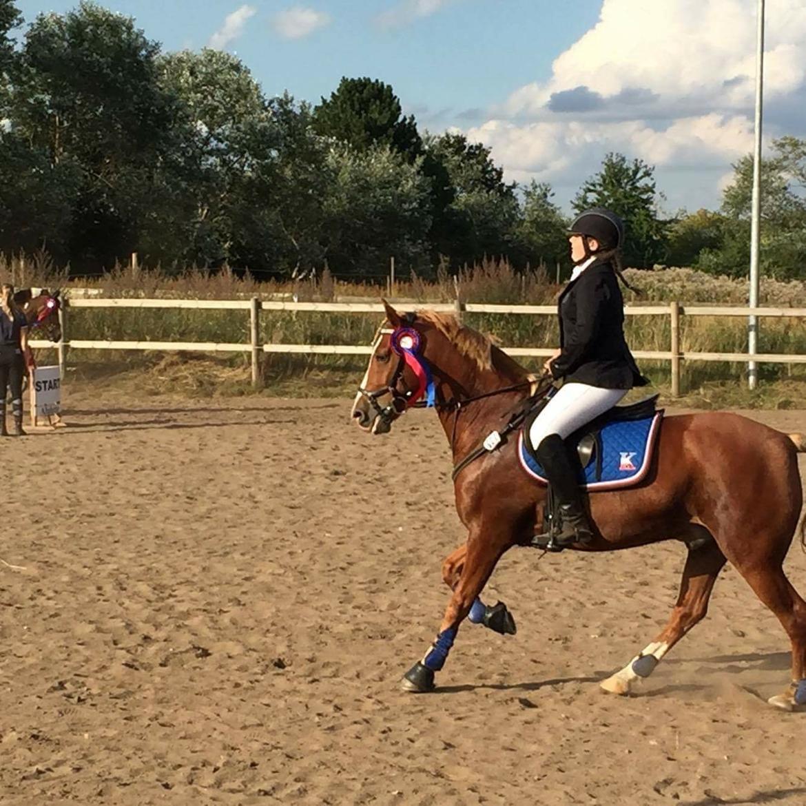 Anden særlig race Kjelstrups Shadow (himmelhest) billede 12