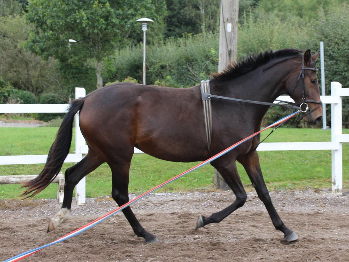 Dansk Varmblod Sanddallunds florina billede 19