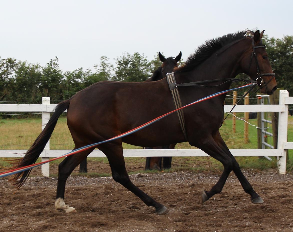 Dansk Varmblod Sanddallunds florina billede 21