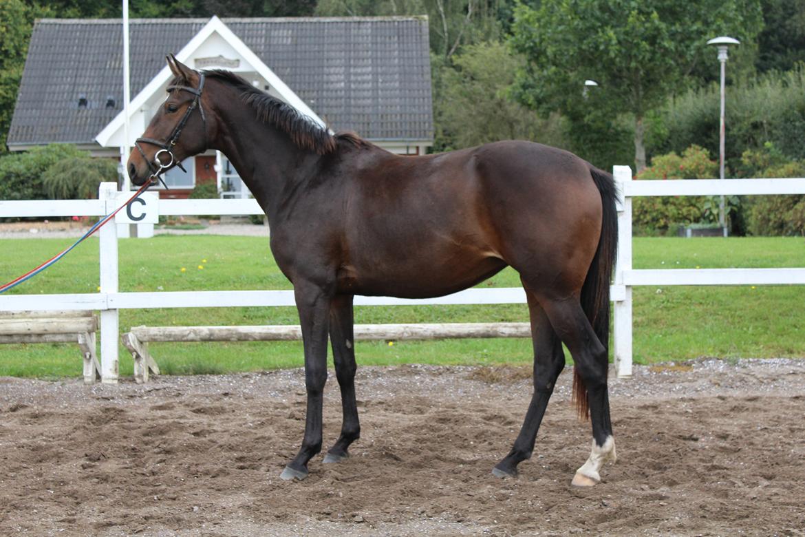Dansk Varmblod Sanddallunds florina billede 23