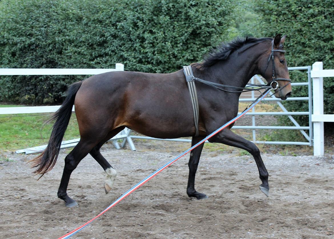 Dansk Varmblod Sanddallunds florina billede 1