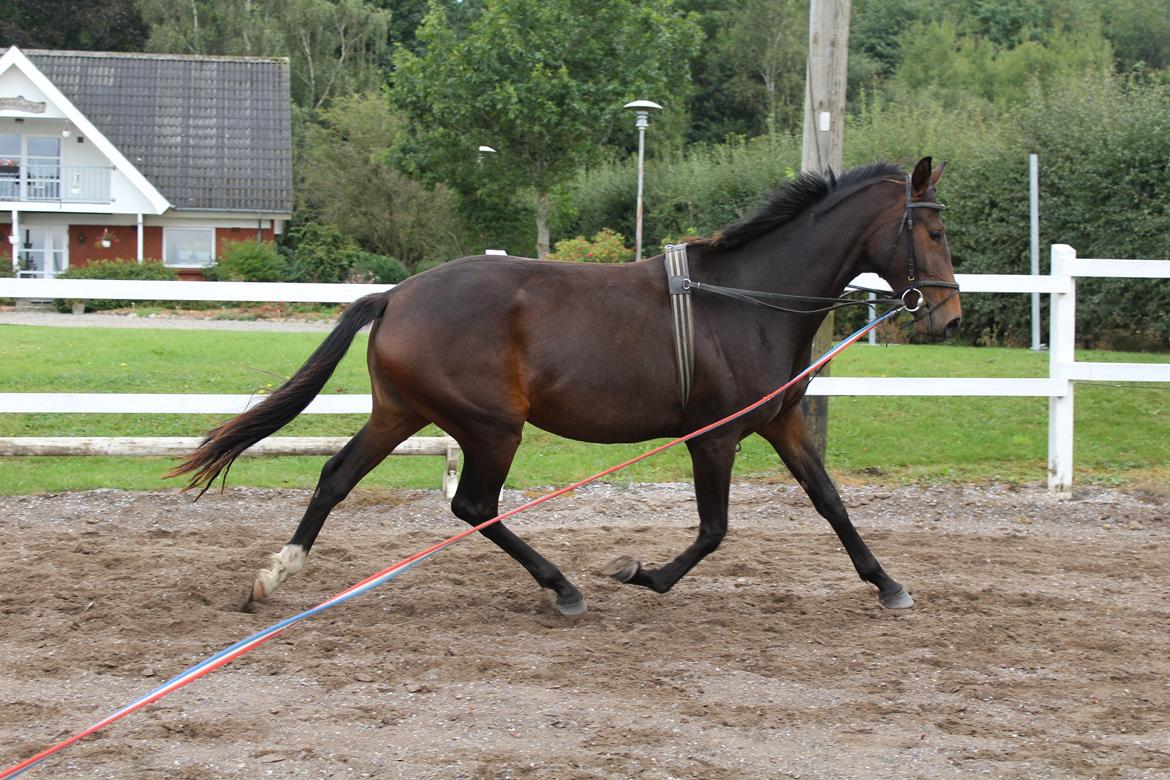 Dansk Varmblod Sanddallunds florina billede 24