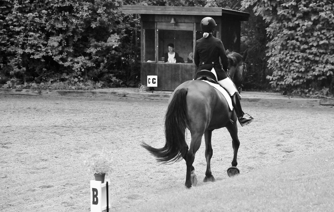 Oldenborg sønendervangs Dineco - stævne debut (4år) billede 7