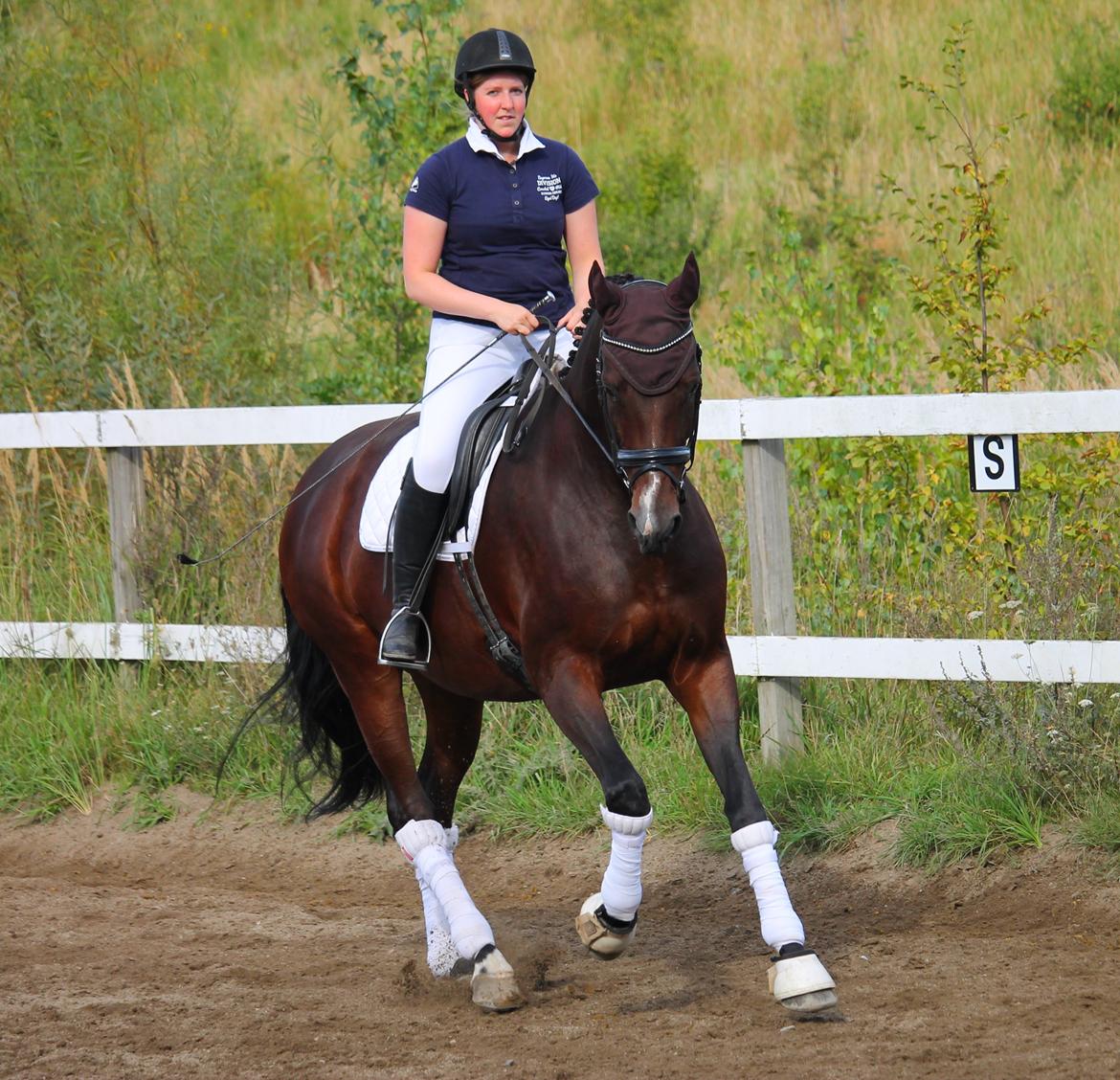 Tysk Oldenburger Sienna Bastbjerg billede 16