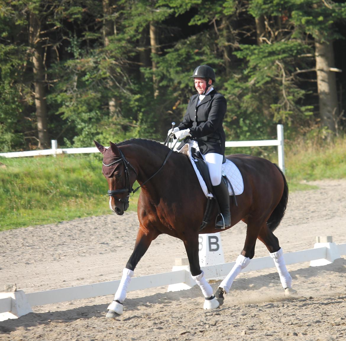 Tysk Oldenburger Sienna Bastbjerg billede 17