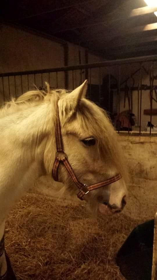 Irish Cob ITS Evening Star  - Første billede lige da jeg fik hende billede 1