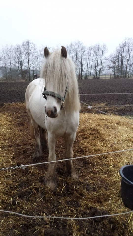 Irish Cob ITS Evening Star  billede 2