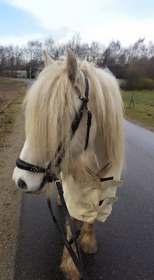 Irish Cob ITS Evening Star  billede 3
