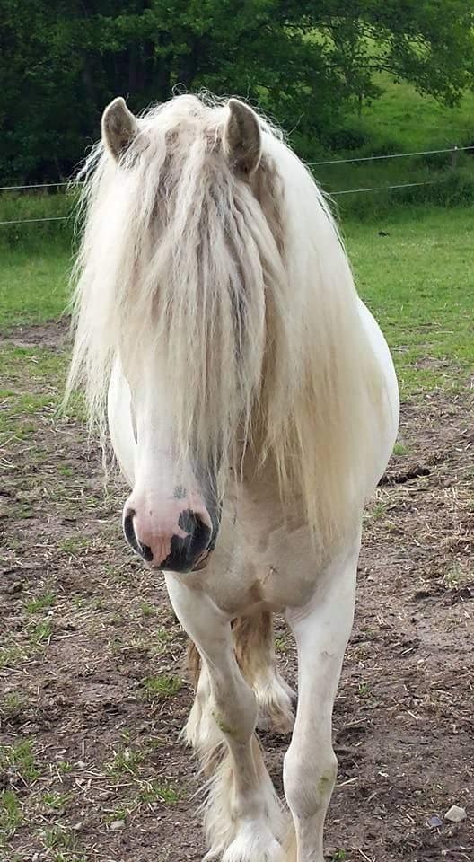 Irish Cob ITS Evening Star  billede 4