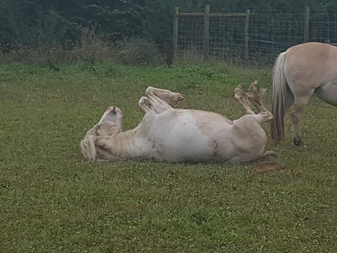 Irish Cob ITS Evening Star  billede 6