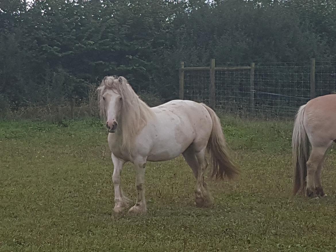 Irish Cob ITS Evening Star  billede 7