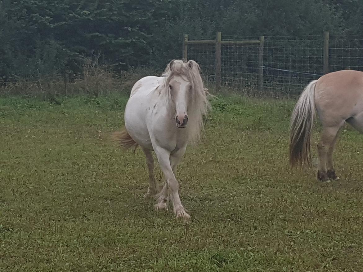 Irish Cob ITS Evening Star  billede 8