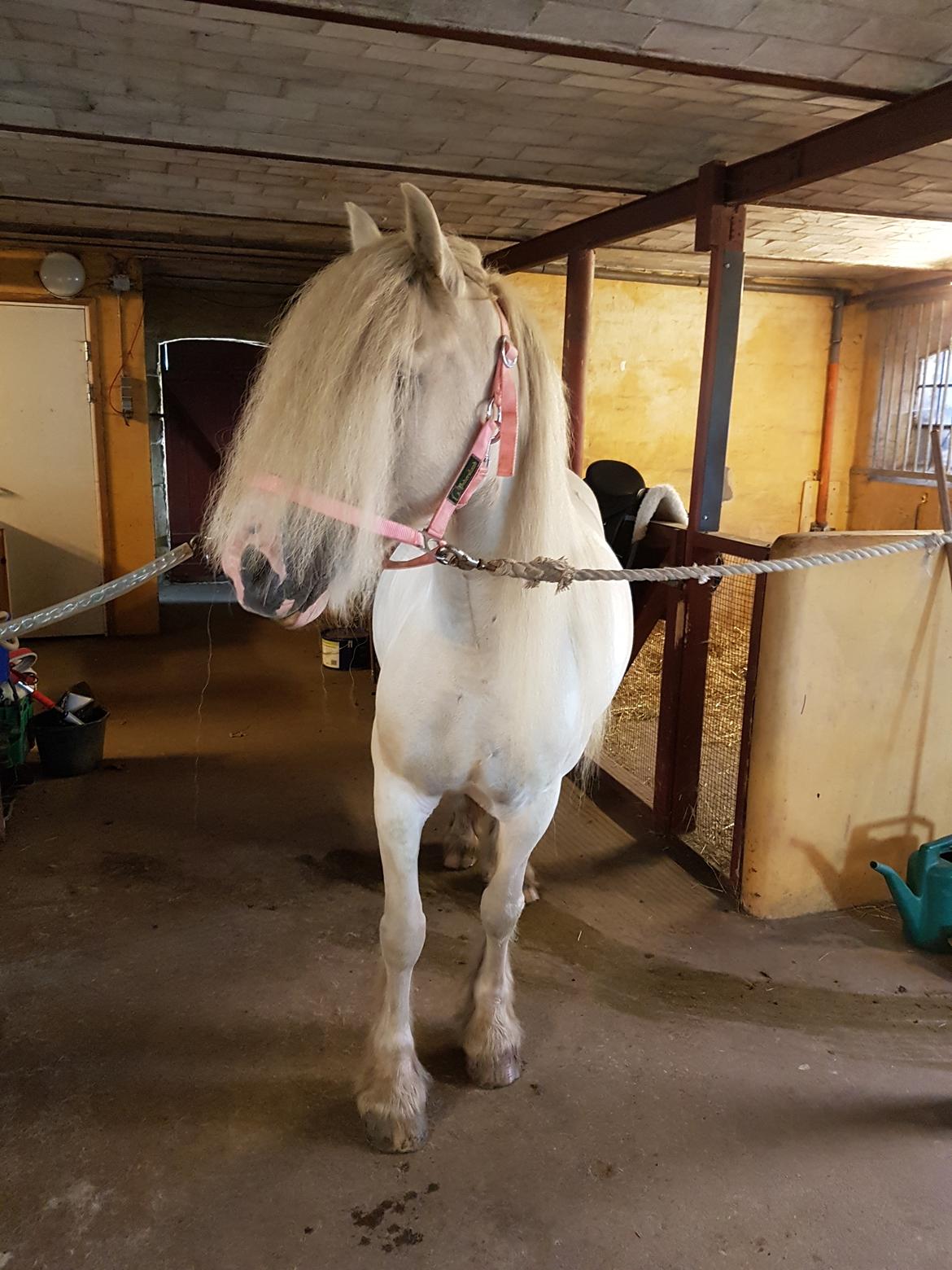 Irish Cob ITS Evening Star  - Før dressur træning på banen i dag 17/9/16 billede 9