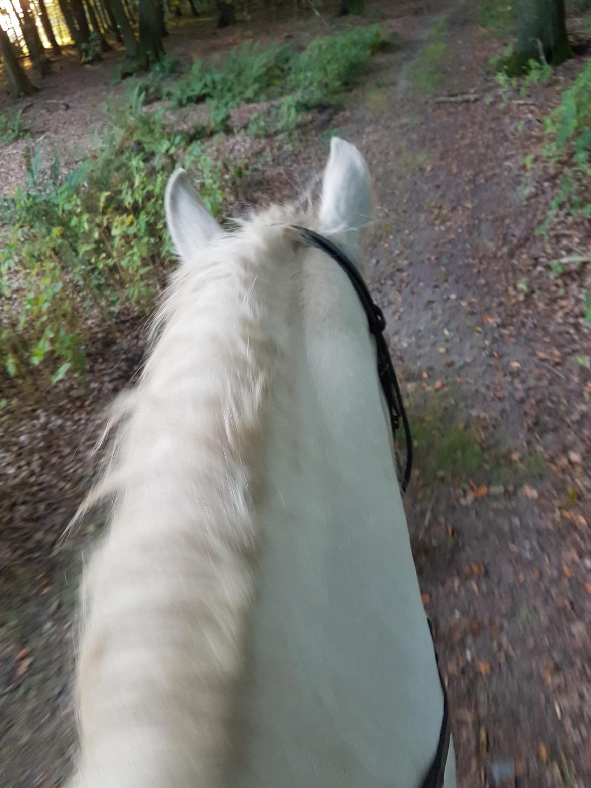 Irish Cob ITS Evening Star  - På skovtur 16/9/16 billede 10