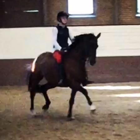 DSP Nørlunds kentucky billede 21