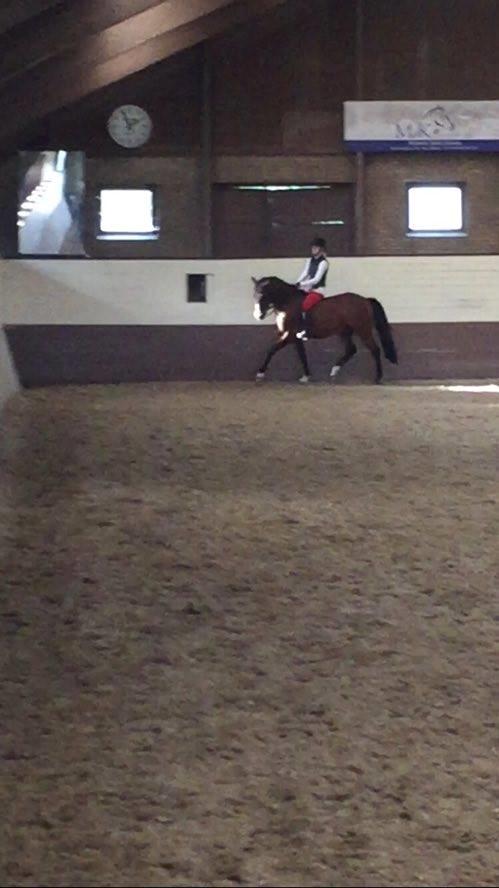 DSP Nørlunds kentucky billede 23